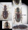 Sinechostictus cribrum